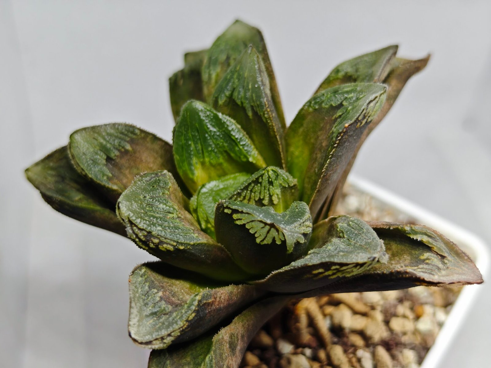 Haworthia Truncata Maughanii x Magnifica - 3
