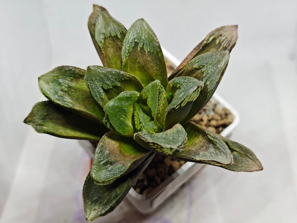 Home 8 Haworthia Truncata Maughanii x Magnifica - 4