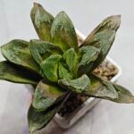 Haworthia Truncata Maughanii x Magnifica - 4