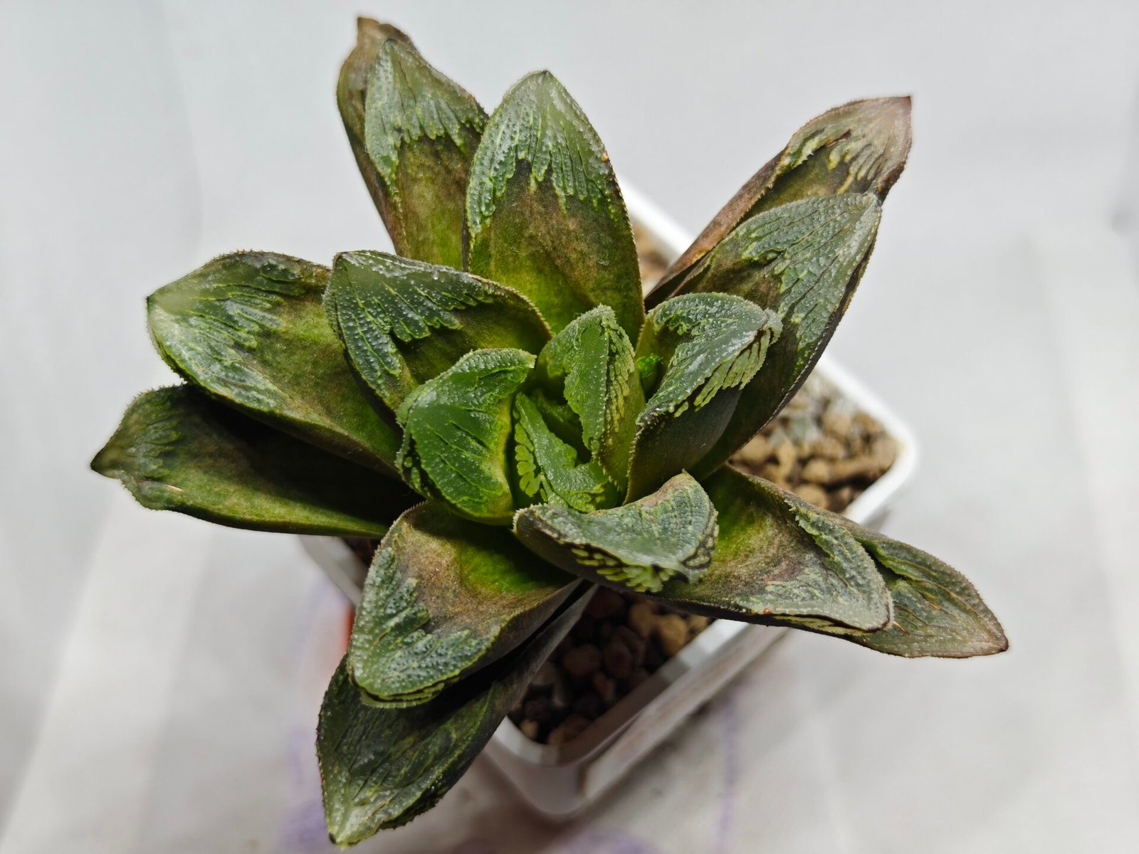 Haworthia Truncata Maughanii x Magnifica - 4