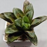 Haworthia Truncata Maughanii x Magnifica - 5