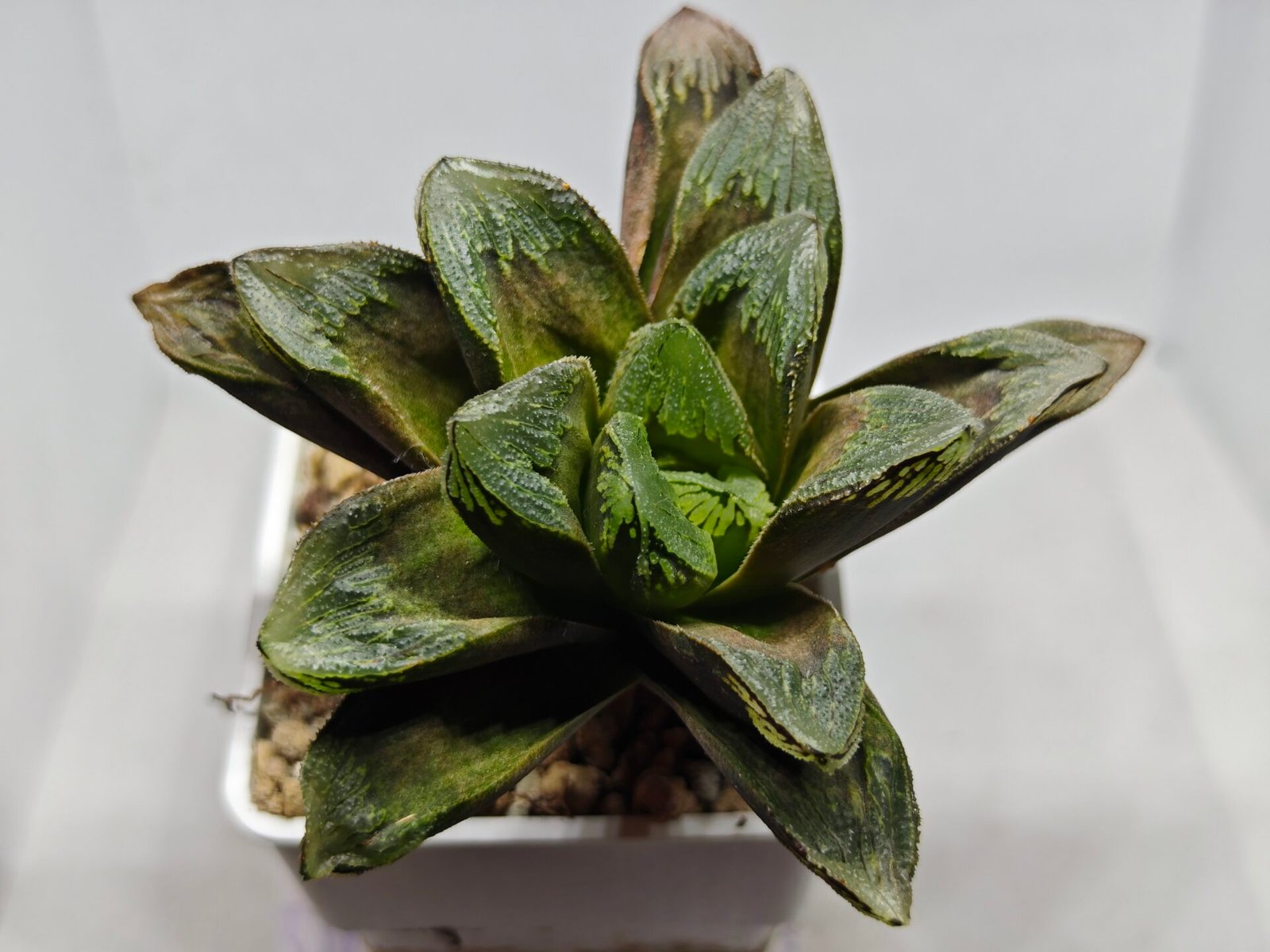 Haworthia Truncata Maughanii x Magnifica - 5
