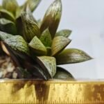 Haworthia Splendens hybrid White Wolf [御津姬] - 8