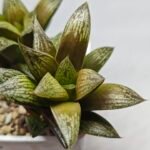 Haworthia Splendens hybrid White Wolf [御津姬] - 1