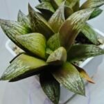Haworthia Splendens hybrid White Wolf [御津姬] - 2