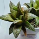 Haworthia Splendens hybrid White Wolf [御津姬] - 3