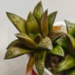 Haworthia Splendens hybrid White Wolf [御津姬] - 4