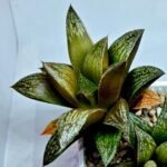 Haworthia Splendens hybrid White Wolf [御津姬] - 5