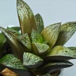 Haworthia Splendens hybrid White Wolf [御津姬] - 6