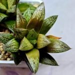 Haworthia Splendens hybrid White Wolf [御津姬] - 7