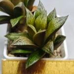 Haworthia Splendens hybrid White Wolf [御津姬] - 1