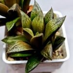 Haworthia Splendens hybrid White Wolf [御津姬] - 2
