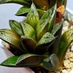 Haworthia Splendens hybrid White Wolf [御津姬] - 3