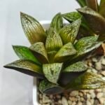 Haworthia Splendens hybrid White Wolf [御津姬] - 4