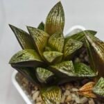 Haworthia Splendens hybrid White Wolf [御津姬] - 5