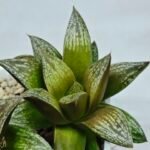 Haworthia Splendens hybrid White Wolf [御津姬] - 6