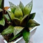 Haworthia Splendens hybrid White Wolf [御津姬] - 7
