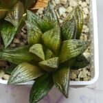 Haworthia Splendens hybrid White Wolf [御津姬] - 8