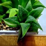 Haworthia Emelyae x Badia Variegated - 1