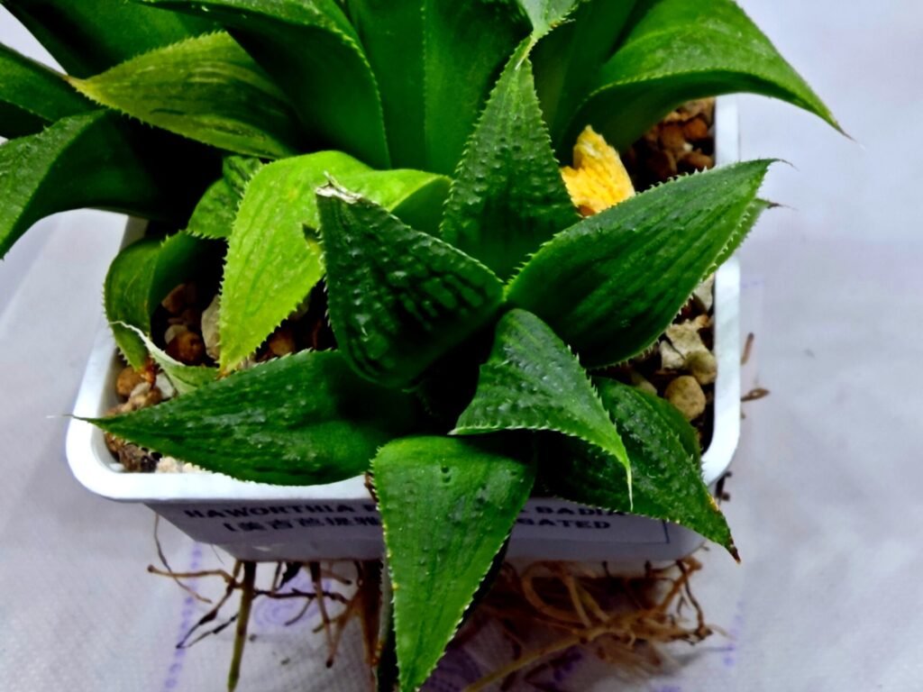 Haworthia Emelyae x Badia Variegated - 2