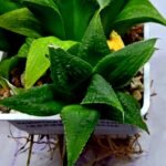 Haworthia Emelyae x Badia Variegated - 2
