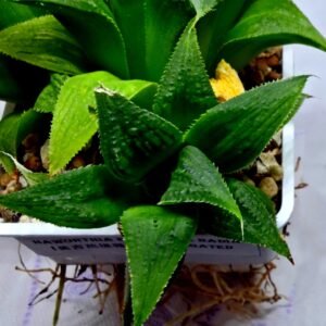 Haworthia Emelyae x Badia Variegated - 2