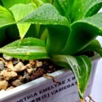 Haworthia Emelyae x Badia Variegated - 3