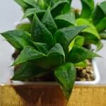 Haworthia Emelyae x Badia Variegated - 1