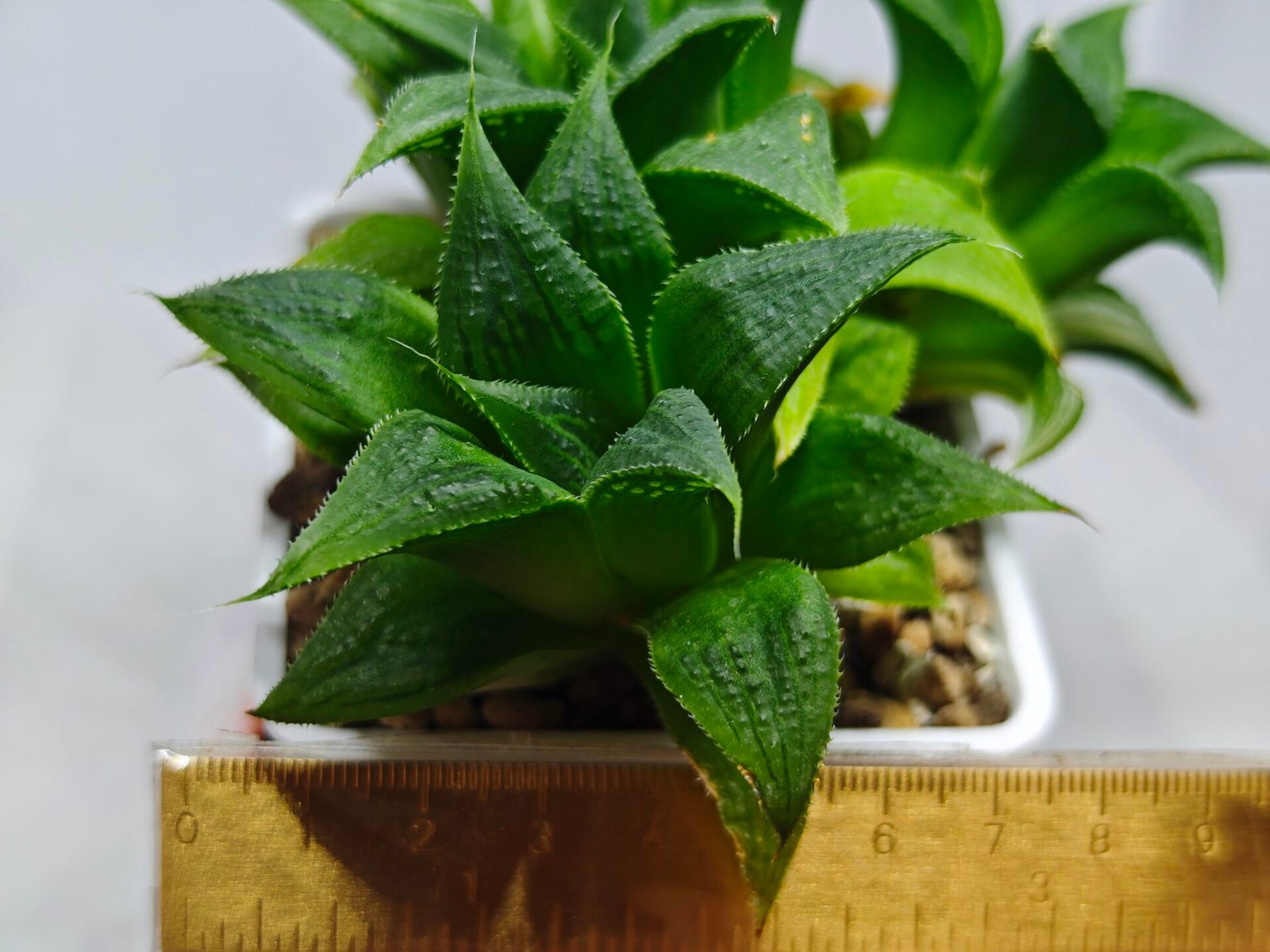 Haworthia Emelyae x Badia Variegated - 1