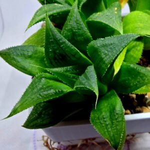 Haworthia Emelyae x Badia Variegated - 2