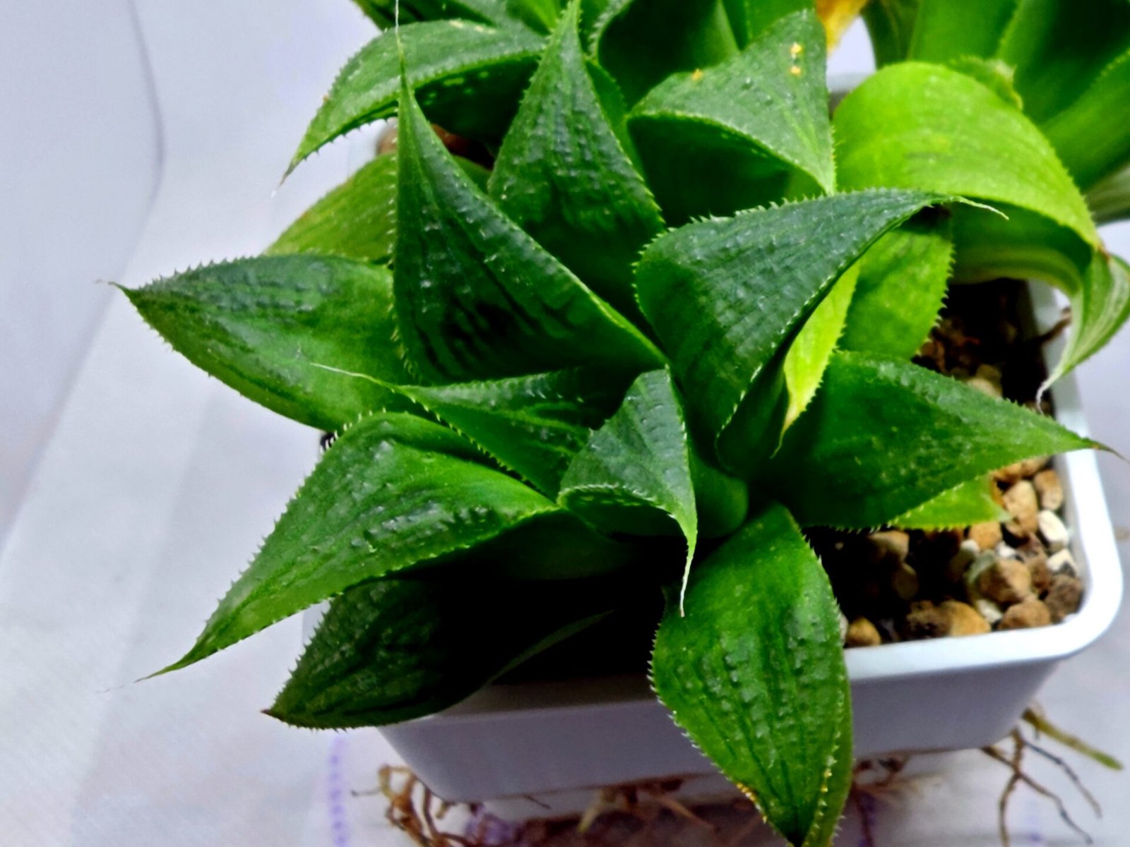 Haworthia Emelyae x Badia Variegated - 2