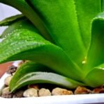 Haworthia Emelyae x Badia Variegated - 3