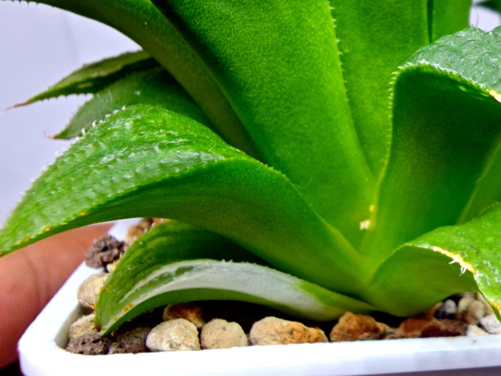 Haworthia Emelyae x Badia Variegated - 3