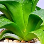 Haworthia Emelyae x Badia Variegated - 4