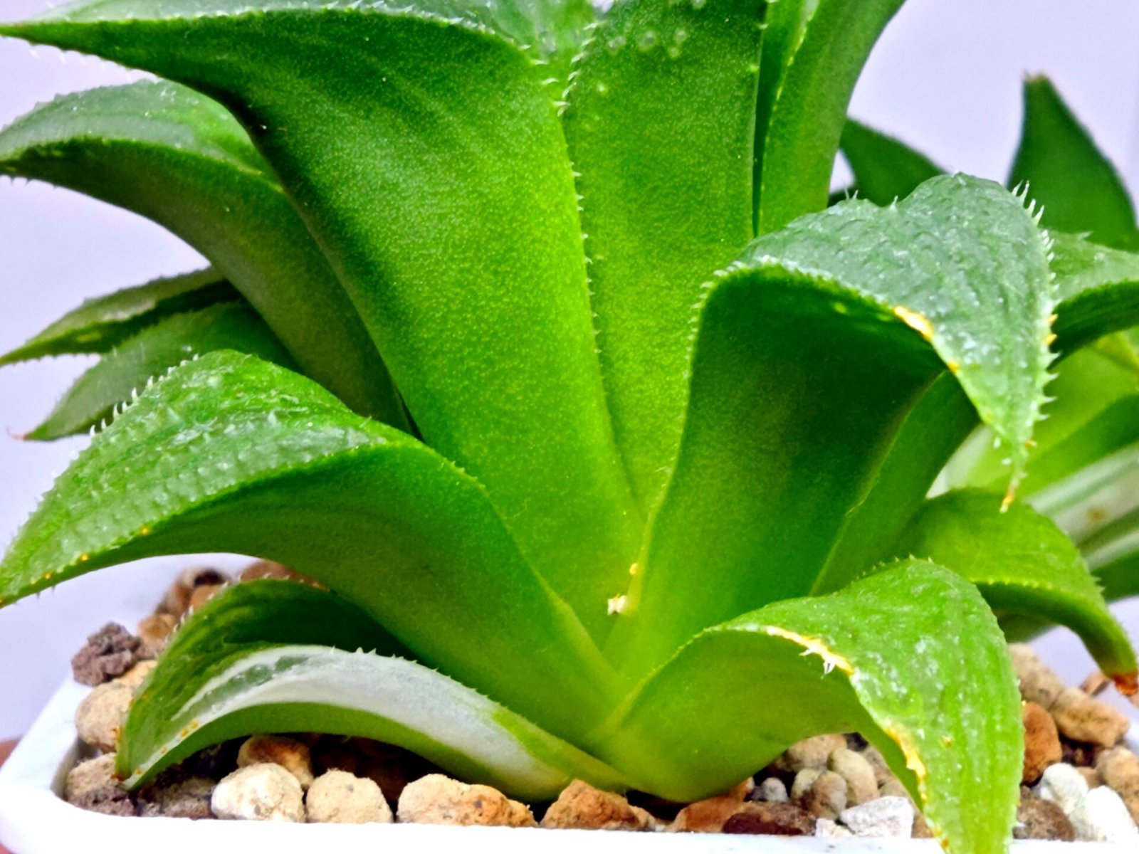 Haworthia Emelyae x Badia Variegated - 4