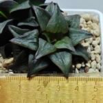 Haworthia Atrofusca HF-31 [ISI・アトロフスカ錦] - 1