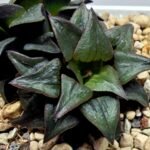 Haworthia Atrofusca HF-31 [ISI・アトロフスカ錦] - 2