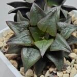 Haworthia Atrofusca HF-31 [ISI・アトロフスカ錦] - 3