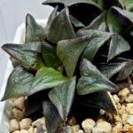 Haworthia Atrofusca HF-31 [ISI・アトロフスカ錦] - 4
