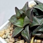 Haworthia Atrofusca HF-31 [ISI・アトロフスカ錦] - 5