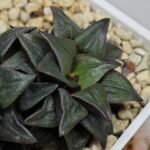 Haworthia Atrofusca HF-31 [ISI・アトロフスカ錦] - 6