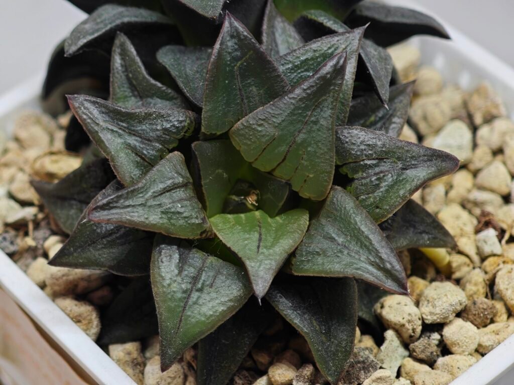 Haworthia Atrofusca HF-31 [ISI・アトロフスカ錦] - 7