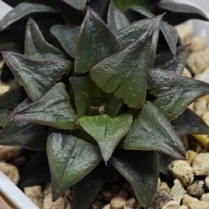 Haworthia Atrofusca HF-31 [ISI・アトロフスカ錦] - 7
