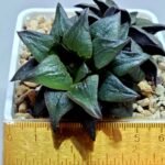 Haworthia Atrofusca HF-31 [ISI・アトロフスカ錦] - 1
