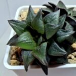 Haworthia Atrofusca HF-31 [ISI・アトロフスカ錦] - 2