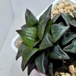 Haworthia Atrofusca HF-31 [ISI・アトロフスカ錦] - 3