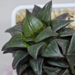 Haworthia Atrofusca HF-31 [ISI・アトロフスカ錦] - 4