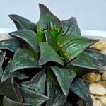 Haworthia Atrofusca HF-31 [ISI・アトロフスカ錦] - 5