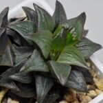 Haworthia Atrofusca HF-31 [ISI・アトロフスカ錦] - 6