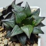 Haworthia Atrofusca HF-31 [ISI・アトロフスカ錦] - 7